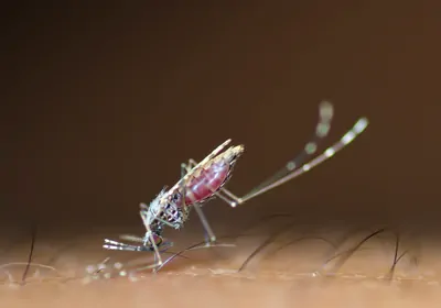 A mosquito sucks blood from human skin A mosquito sucks blood from human skin